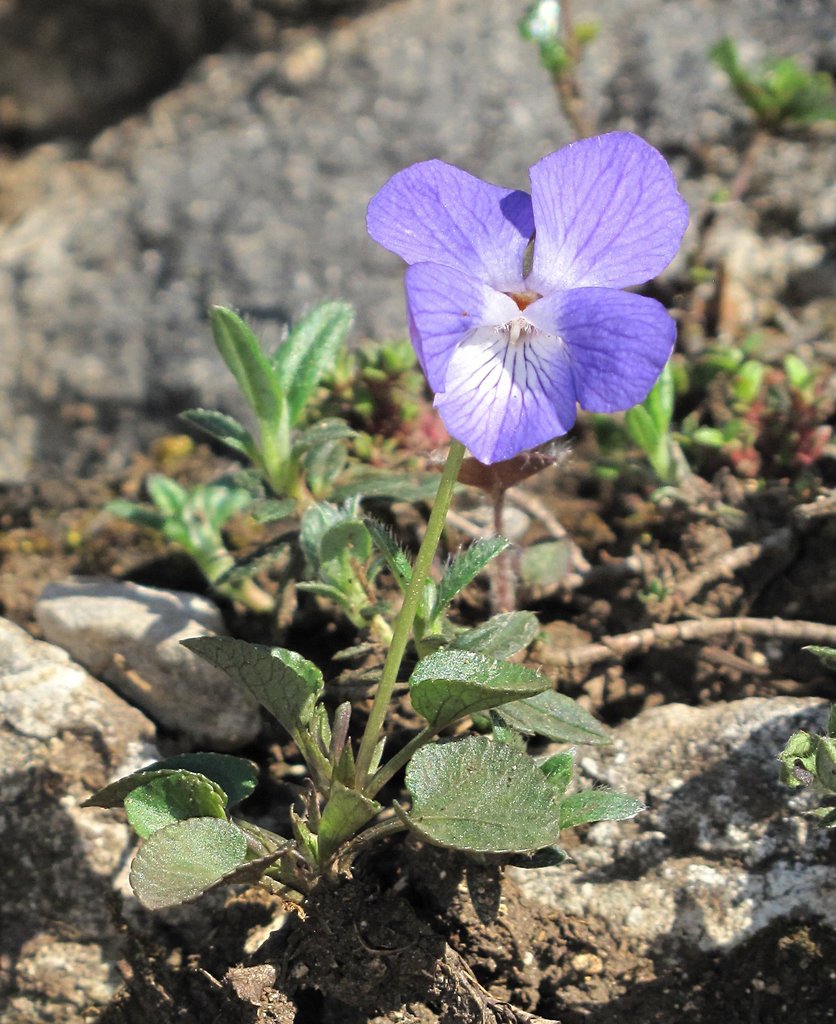 Viola rupestris